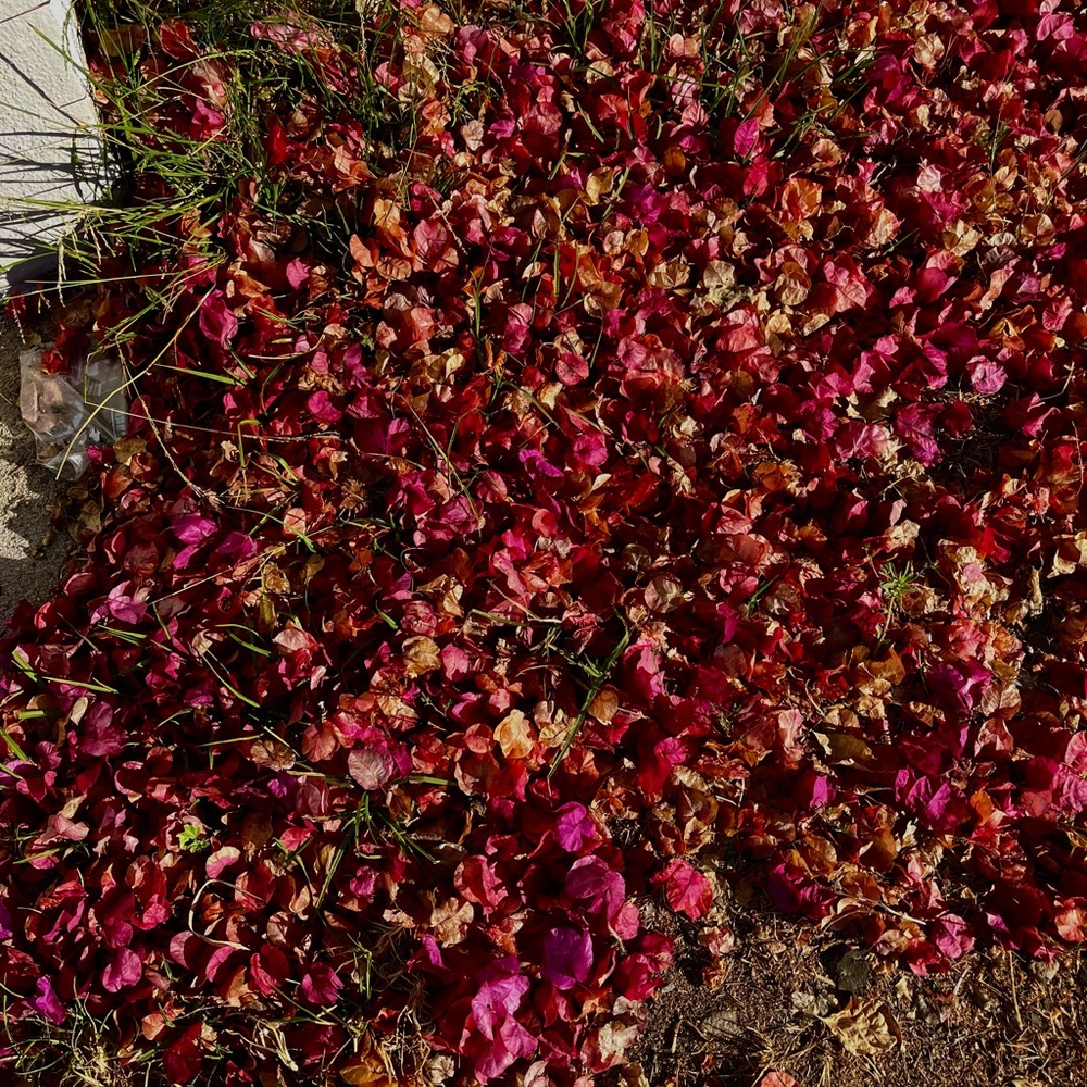 Meet your Posher, Madeleine